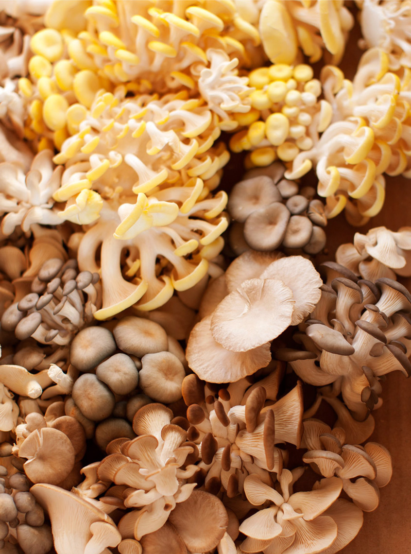 Wild mushroom still life by food photographer Buff Strickland